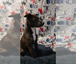 Small #3 Mutt