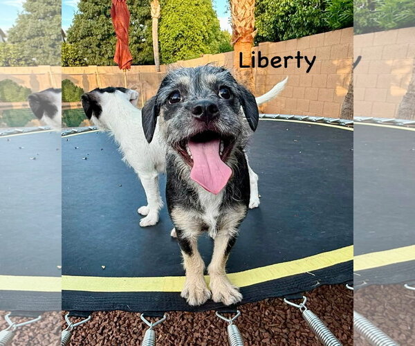 Medium Photo #2 Border Terrier-Unknown Mix Puppy For Sale in Cave Creek, AZ, USA