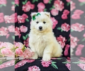 Samoyed Puppy for sale in OXFORD, PA, USA