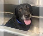 Small Photo #4 Labrador Retriever Puppy For Sale in San Diego, CA, USA
