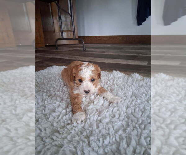 Medium Photo #6 Goldendoodle mix (+ Poodle Miniature) Puppy For Sale in DURHAM, CT, USA