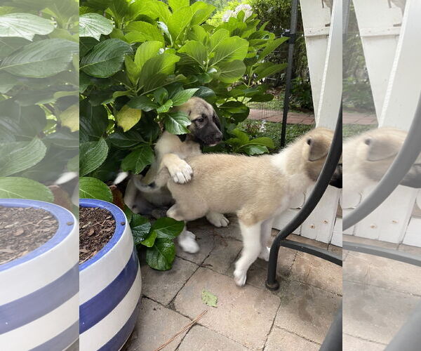 Medium Photo #5 Mutt Puppy For Sale in The Woodlands, TX, USA