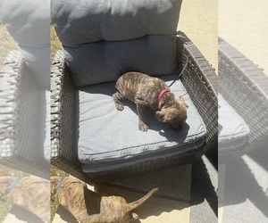 Medium American Staffordshire Terrier