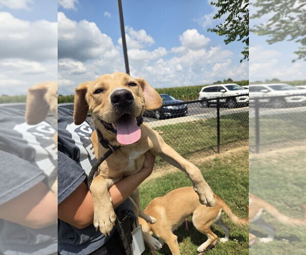 Medium Photo #5 Labrador Retriever-Unknown Mix Puppy For Sale in Evansville, IN, USA