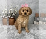Small #4 Cavapoo (Standard)