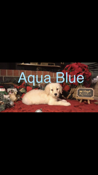 Medium Photo #2 Goldendoodle Puppy For Sale in AMARILLO, TX, USA