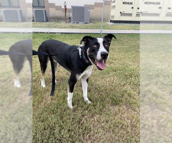 Medium Photo #2 American Pit Bull Terrier-Unknown Mix Puppy For Sale in Corpus Christi, TX, USA