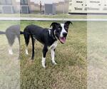Small #1 American Pit Bull Terrier Mix
