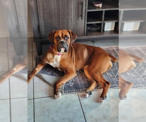 Medium Photo #2 Boxer Puppy For Sale in Brights Grove, Ontario, Canada