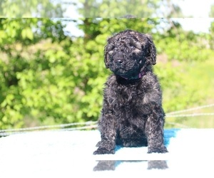 Goldendoodle Puppy for sale in UNION CITY, TN, USA
