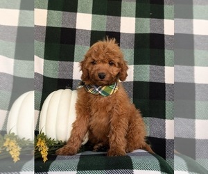 Cavapoo Puppy for sale in OXFORD, PA, USA