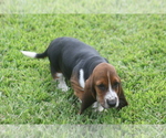 Small Photo #65 Basset Hound Puppy For Sale in MEMPHIS, MO, USA
