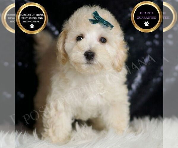 Medium Photo #103 Maltipoo (Miniature) Puppy For Sale in WARSAW, IN, USA
