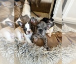 Small Photo #6 French Bulldog Puppy For Sale in YORKTOWN, IN, USA
