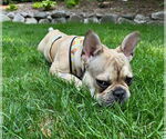Small #4 French Bulldog