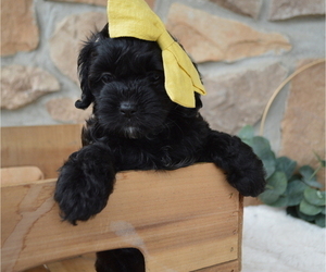 Shih-Poo Puppy for sale in HONEY BROOK, PA, USA