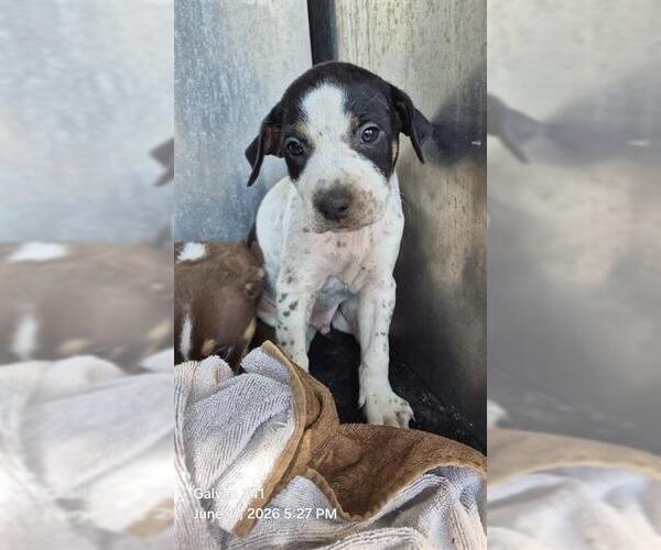 Medium Photo #1 Mutt Puppy For Sale in San Antonio, TX, USA