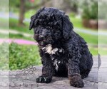 Small #4 Bernedoodle (Miniature)