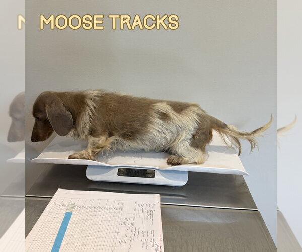 Medium Photo #2 Dachshund Puppy For Sale in San Antonio, TX, USA