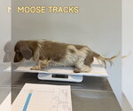 Small #1 Dachshund
