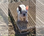 Puppy 2 French Bulldog