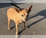 *GERTRUDE - Female Chihuahua Dog for Adoption - Small photo