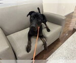 Small #1 Rottweiler Mix