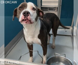 Mutt Dogs for adoption in Oklahoma City, OK, USA