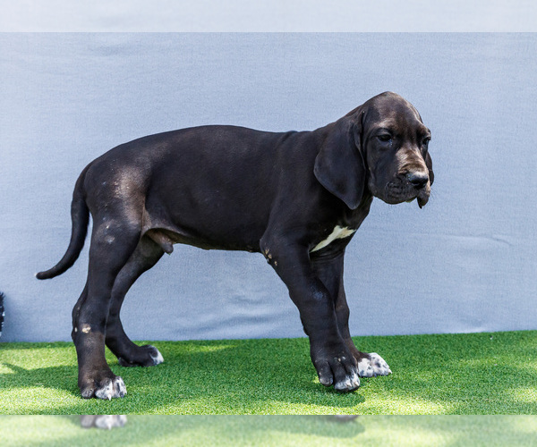 Medium Photo #31 Great Dane Puppy For Sale in WAKARUSA, IN, USA