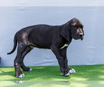 Small #5 Great Dane