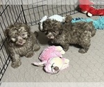 Max - Male Shih Tzu Puppy for Sale - Photo #5