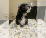Puppy 1 Beaglier-Poodle (Miniature) Mix