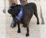 Small #3 Mutt
