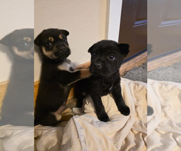 Medium Photo #2 Mutt Puppy For Sale in New London, WI, USA