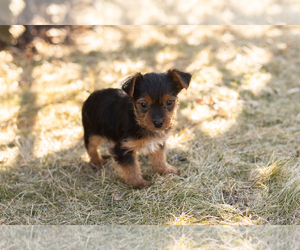 Yorkshire Terrier Puppy for sale in NAPPANEE, IN, USA