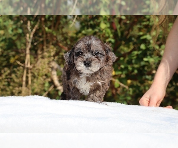 Medium Photo #3 ShihPoo Puppy For Sale in DYERSBURG, TN, USA