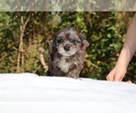 Small #2 ShihPoo