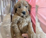 Small #2 Goldendoodle
