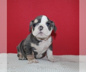 English Bulldog Puppy for sale in HIALEAH, FL, USA
