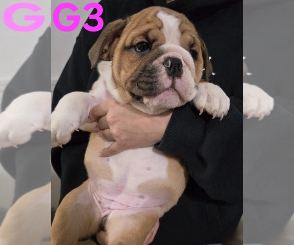 Medium Photo #5 English Bulldog Puppy For Sale in FRESNO, CA, USA