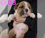 Small #4 English Bulldog