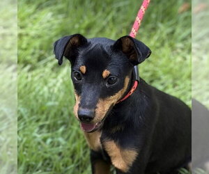 Miniature Pinscher Dogs for adoption in Yardley, PA, USA