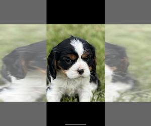 Cavalier King Charles Spaniel Puppy for sale in NILES, MI, USA