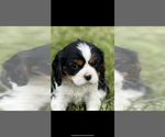 Image preview for Ad Listing. Nickname: AKC Armani