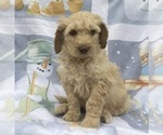 Puppy Ginger Goldendoodle