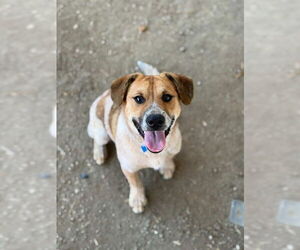 Mutt Dogs for adoption in Riverside, CA, USA