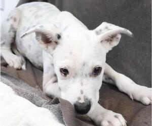 Mutt Dogs for adoption in Thief River Falls, MN, USA