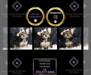 Lhasa Apso Puppy for sale in WARSAW, IN, USA