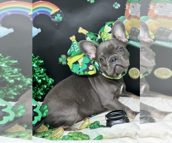 Medium Photo #1 French Bulldog Puppy For Sale in BELLVILLE, TX, USA