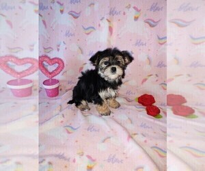 Morkie Puppy for sale in LAPEER, MI, USA